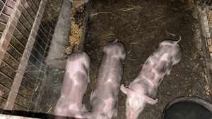 Purcei pietran  - imagine 2