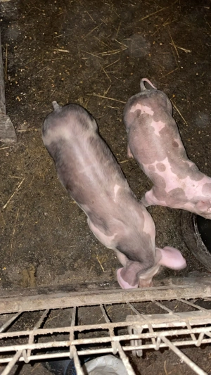 Purcei pietran  - imagine 3