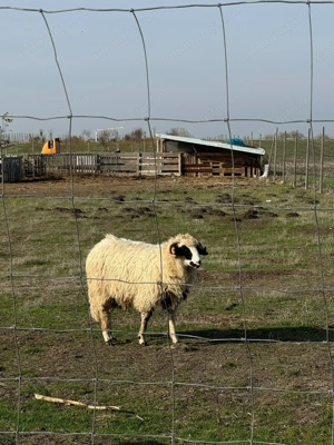 Vând un miel şi un mior. - imagine 3