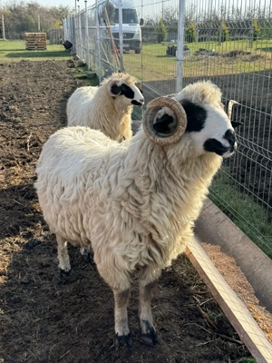 Vând un miel şi un mior. - imagine 4