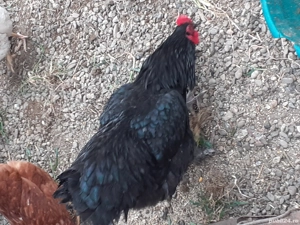 Vand 2 cocosi de rasa, 120 ron buc - imagine 2