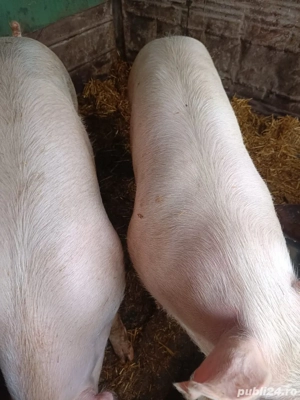 vand porci - imagine 2