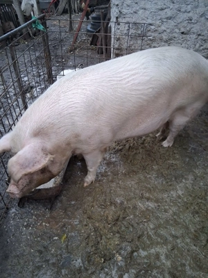 Vând porci de carne - imagine 3