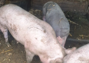 2 Porci de vanzare  - imagine 2