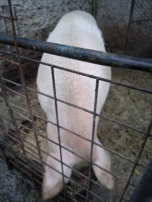 Vând porci de carne - imagine 2