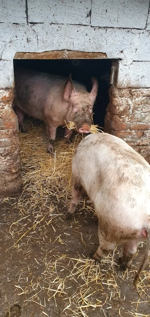 Porci de vânzare 