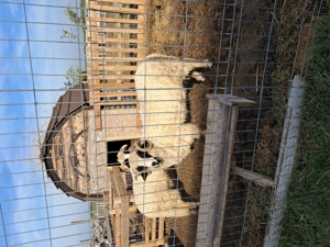 Vând un miel şi un mior. - imagine 5