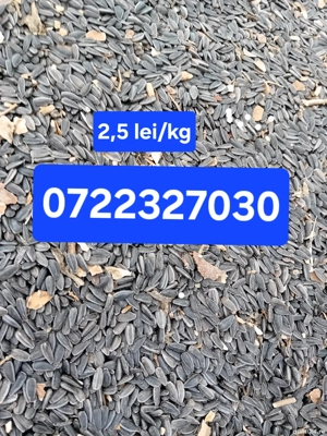 Vând floarea-soarelui recolta 2025