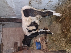 Două vițele de vanzare