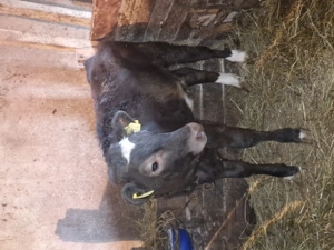 Două vițele de vanzare - imagine 2