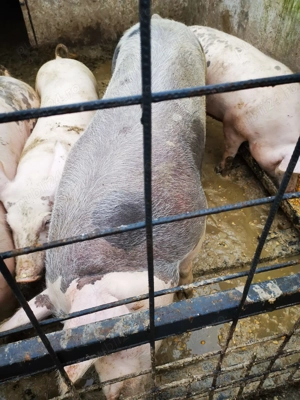 Ferma Ecologica - Porci carne(Pietrain belgian) de vanzare - imagine 2