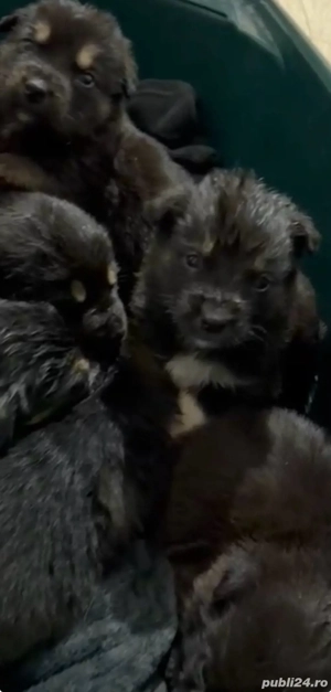 adoptii caini - imagine 4