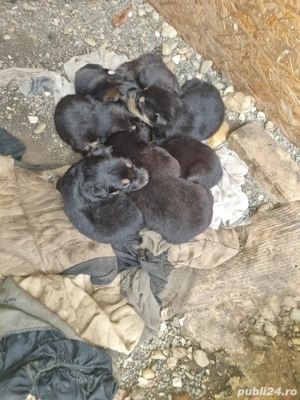 adoptii caini - imagine 3