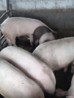 Vand porci - imagine 2