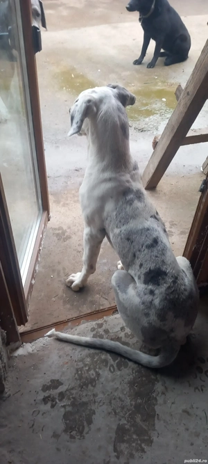 vand catelusa rasa dog german - imagine 2