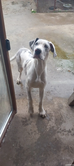 vand catelusa rasa dog german - imagine 3