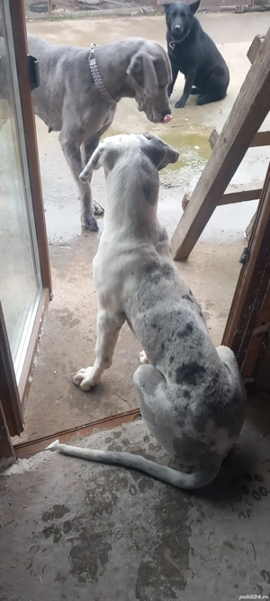 vand catelusa rasa dog german - imagine 5