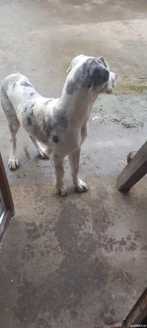 vand catelusa rasa dog german - imagine 4