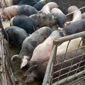 Porci rasa mixta și de carne Godini mistreti bazna metiși 15 ron - imagine 2