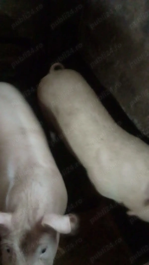 Parci de vanzare - imagine 2