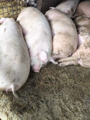 Porci de Craciun - imagine 2