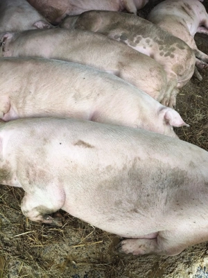 Porci de Craciun - imagine 3