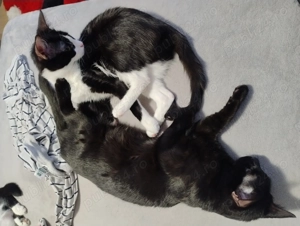 Donez doua pisicuțe sanatoase