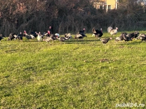 curcani de vanzare - imagine 4