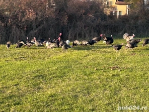 curcani de vanzare - imagine 3