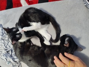 Donez doua pisicuțe sanatoase - imagine 2