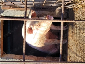 Porc de vanzare - imagine 2