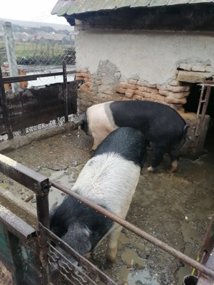 Porc de vanzare - imagine 2