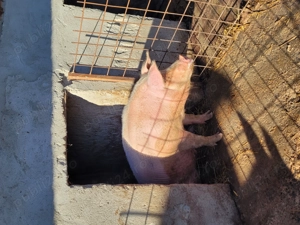 Porc de vanzare - imagine 3