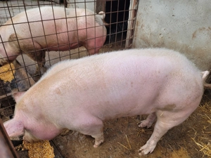 Porc de vanzare - imagine 4