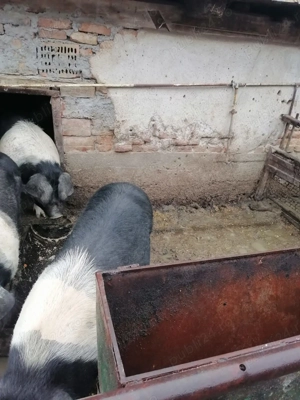 Porc de vanzare - imagine 3