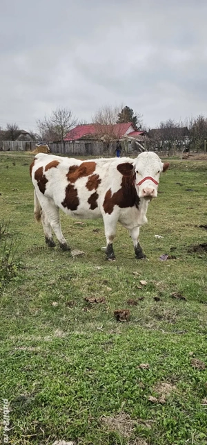 Vaci tinere de vanzare 