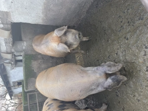  Vindem porci 15 lei kg!  Ardud  Porci sănătoși, bine îngrijiți.  Pentru mai multe informații  - imagine 3