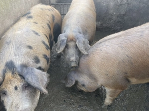  Vindem porci   14 lei kg!  Ardud  Porci sănătoși, bine îngrijiți.  Pentru mai multe informații  - imagine 5