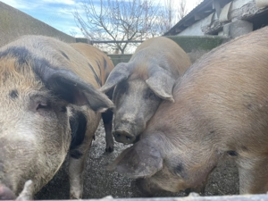  Vindem porci 15 lei kg!  Ardud  Porci sănătoși, bine îngrijiți.  Pentru mai multe informații 