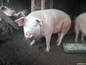porci de tara  - imagine 2