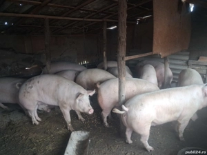 porci de tara  - imagine 3