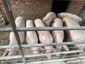 Porci pentru Craciun - imagine 2