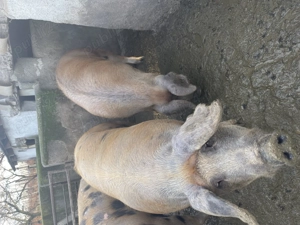  Vindem porci 15 lei kg!  Ardud  Porci sănătoși, bine îngrijiți.  Pentru mai multe informații  - imagine 2