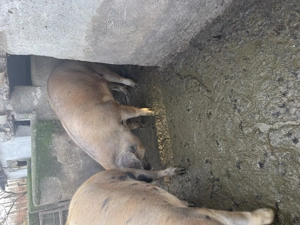  Vindem porci 15 lei kg!  Ardud  Porci sănătoși, bine îngrijiți.  Pentru mai multe informații  - imagine 4