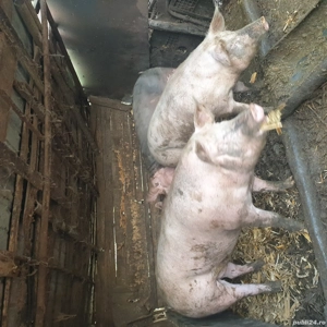 porci de vanzare - imagine 3