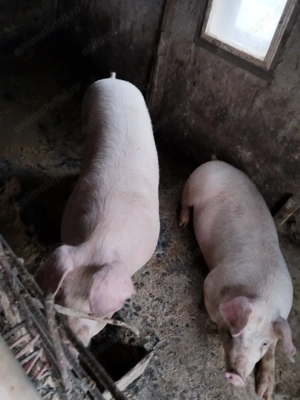Vând porci din gospodărie - imagine 3