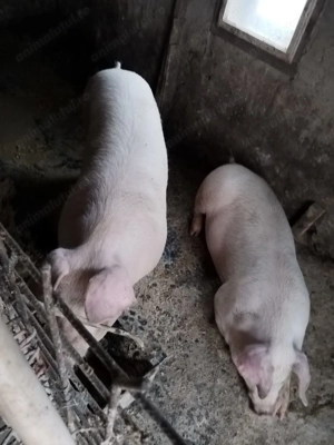 Vând porci din gospodărie - imagine 2