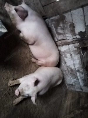 Vând porci din gospodărie