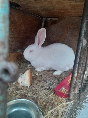 Vînd sau schimb cu puici