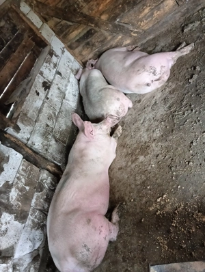 Vând porci din gospodărie - imagine 4